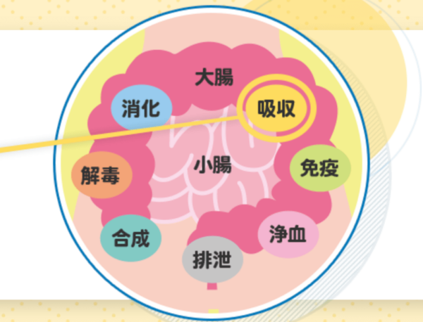 Hấp thụ dinh dưỡng -1