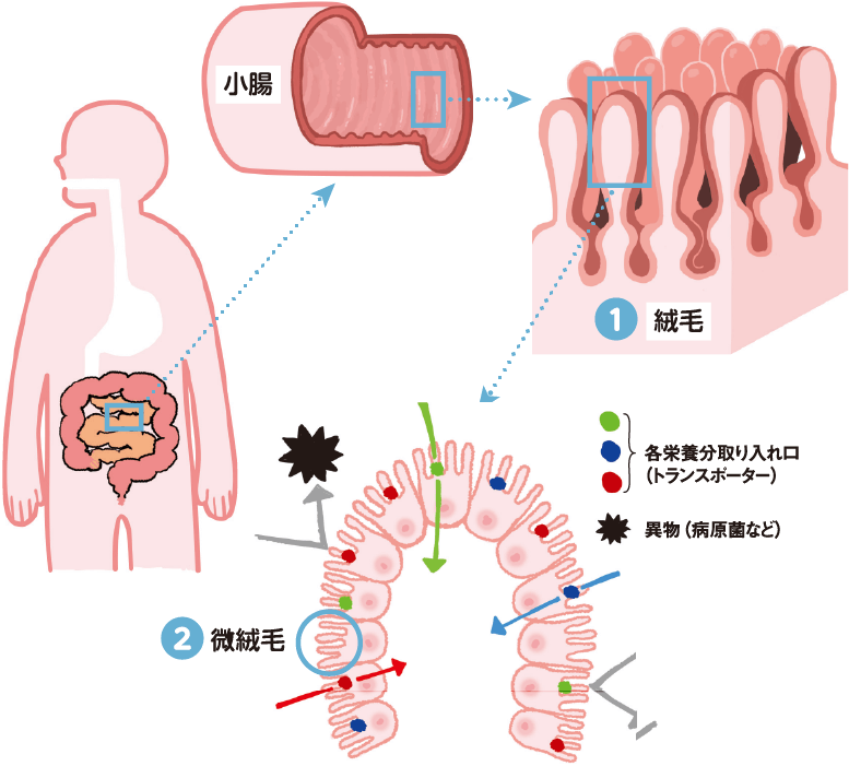 Hấp thụ dinh dưỡng - 2