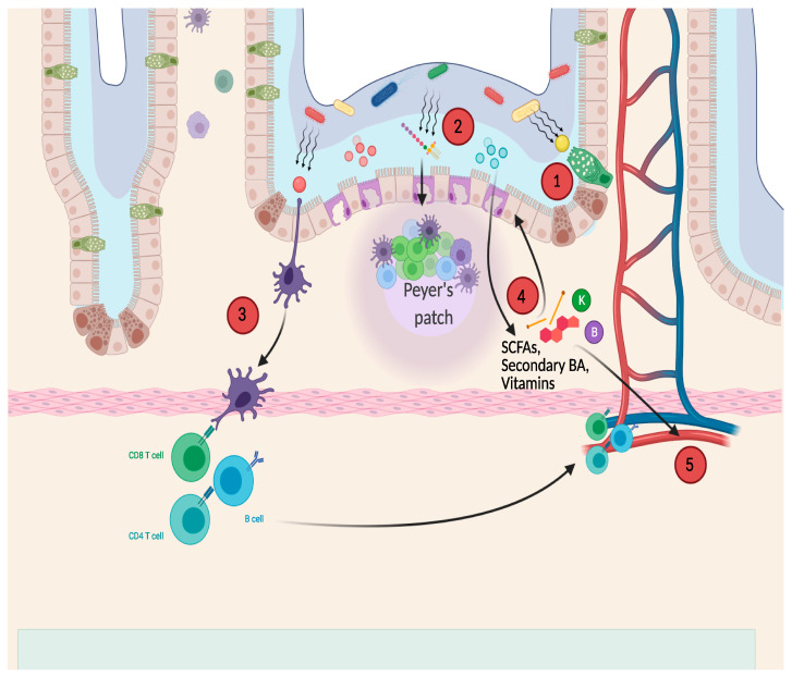 Bài tiết độc tố - 3