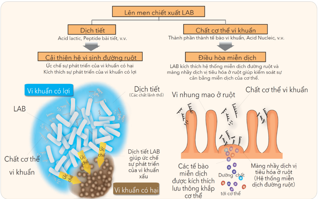 Postbiotics là gì?