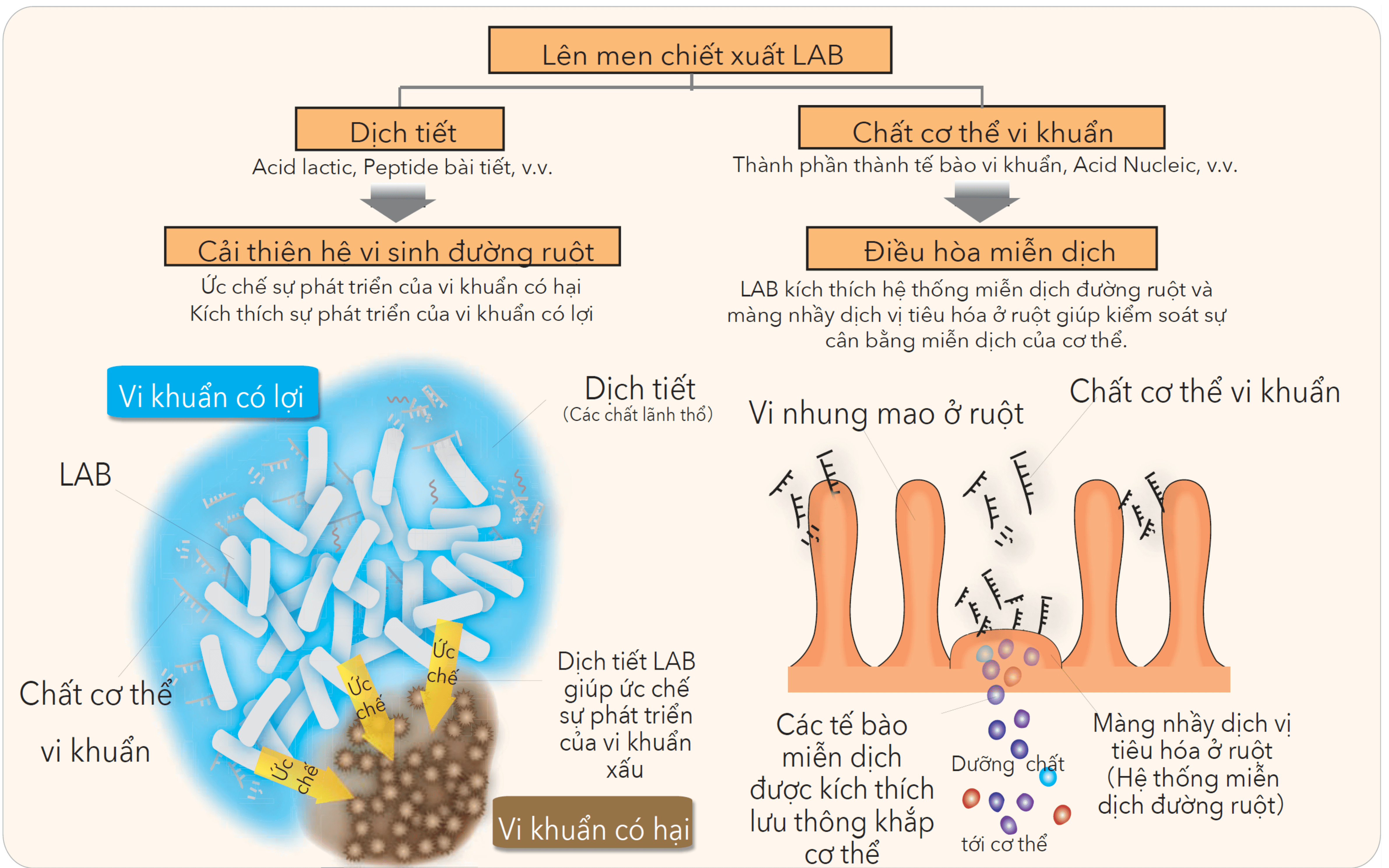 Postbiotics là gì - 1