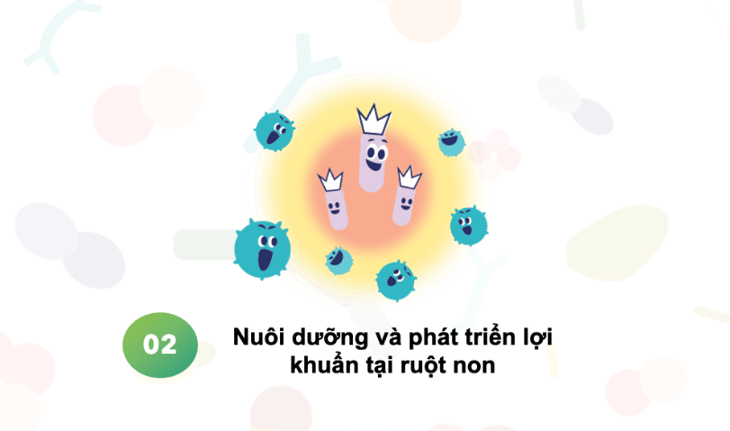 Hệ vi sinh đường ruột - 3