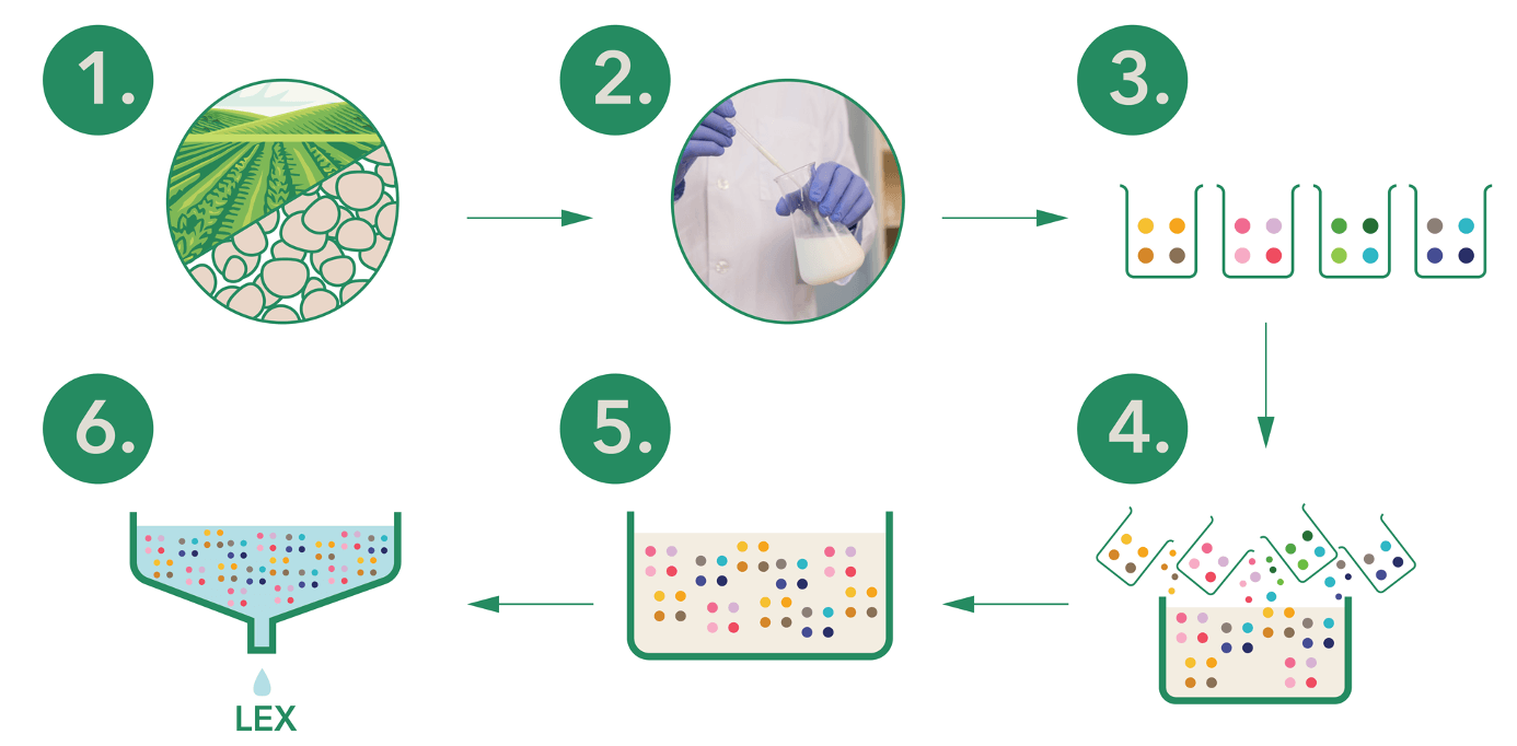 Quy trình sản xuất Postbiotics