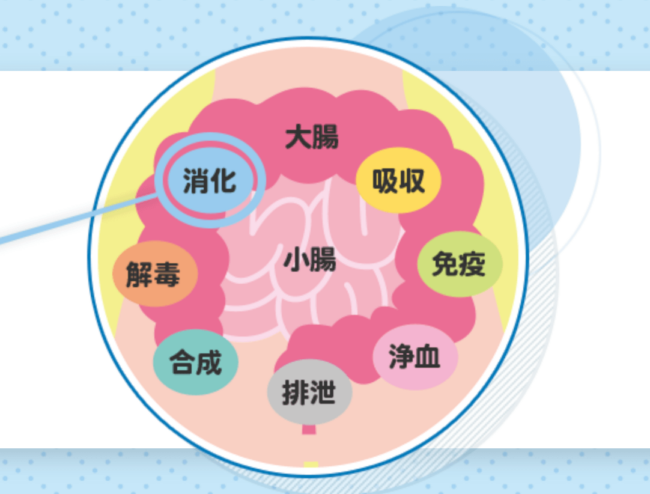 Tiêu hoá thức ăn - 3