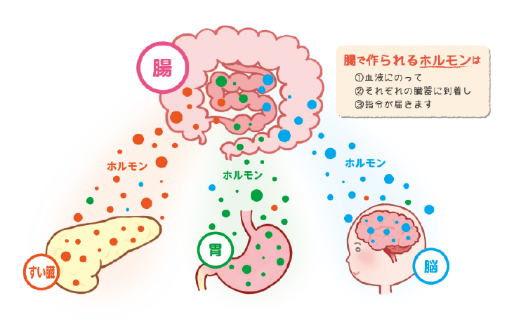 Chức năng ruột: Tổng hợp -2
