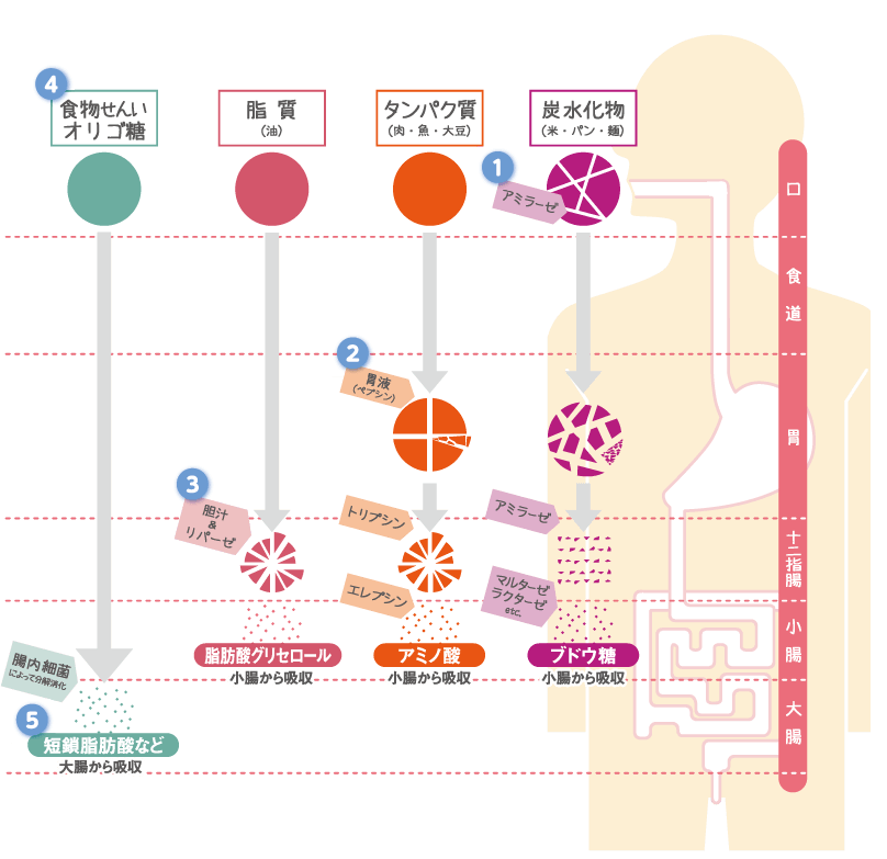 Tiêu hoá thức ăn - 1