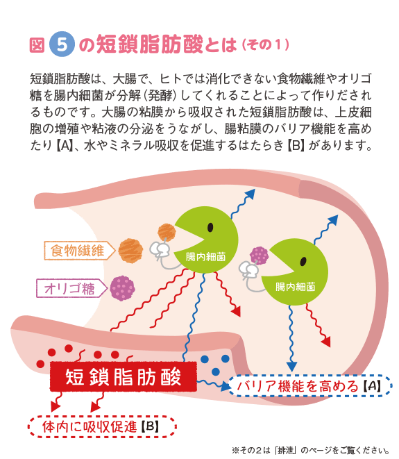Tiêu hoá thức ăn -2
