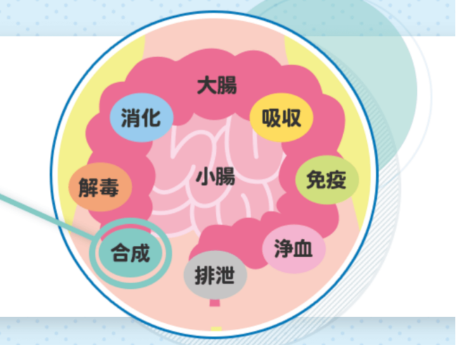 Chức năng ruột - tổng hợp